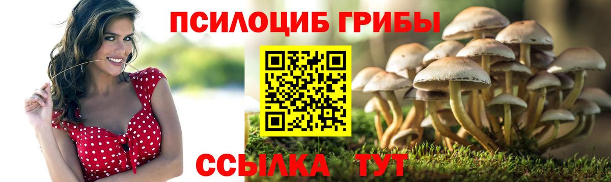 Псилоцибиновые грибы Cubensis Сафоново